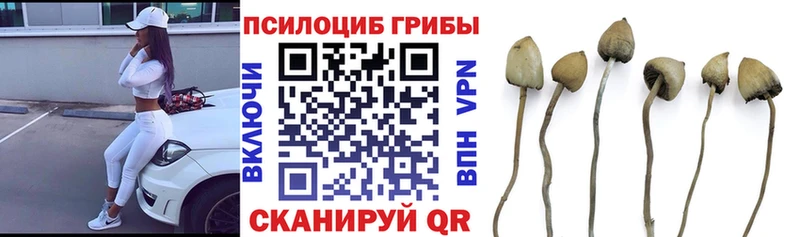 Галлюциногенные грибы Psilocybine cubensis  Купить  Сызрань 